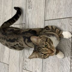 ����: ������� �����  �������� ����� ������� / ������� ��������� � �. ���������