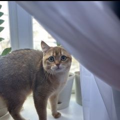 ����: ������� ����� ���������� ��������������� ����� ������� ��� ���������� � �. ���������