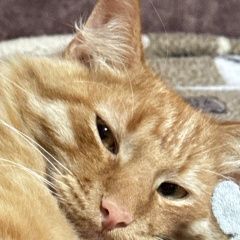 ����: ������� �����  ������� ��� ������� � �. �������