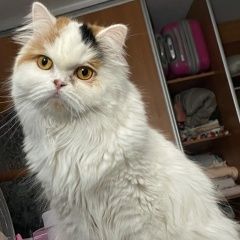 ����: ������� ����� ���������� ����� �������� ����� ������������ � �. ������������