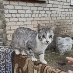 ����: ������� �����  ������� ������ ��� � �. ������