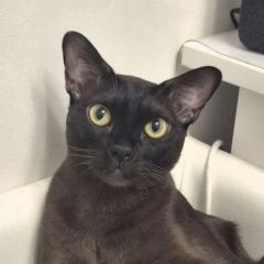 ����: ������� ����� ���������� ��������������� ������� ��� ������ � �. ������