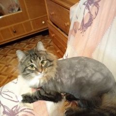 ����: ������� �����  ������� ��� ���������� � �. ���������