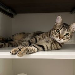 ����: ������� �����  ������� ����� ������ � �. ������