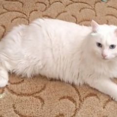 ����: ������� �����  ������� ��� ������-��-���� � �. ������-��-����