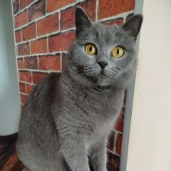 ����: ������� �����  �������� ����� ����� �������� ����� � �. �����