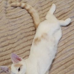 ����: ������� �����  ������� ������ ������ � �. ������