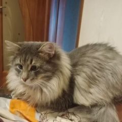 ����: ������� �����  ������� ��� ���������� � �. ����������