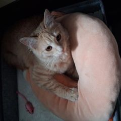 ����: ������� �����  �������� ����� ������� �����-��������� � �. �����-���������