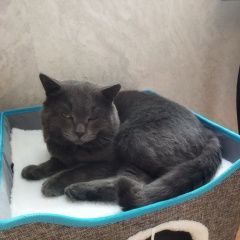 ����: ������� �����  ������� ��� ����-���� � �. ����-���