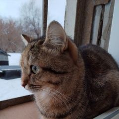 ����: ������� �����  �������� ����� � �������� � ������ ���-�....� � �. �����������