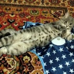 ����: ������� �����  ������� ��� ����� � �. ����