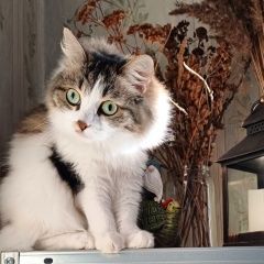 ����: ������� �����  �������� ����� ���������� � �. ����������