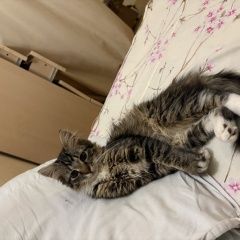 ����: ������� �����  �������� ����� ����������� �� ��� ���� ������� � �. �������