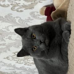 ����: ������� ����� ���������� ��������������� ����� ������� ��� ����� �������� ������� � �. �������