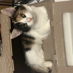 ����: ������� �����  �������� ����� ������ �������� � �. ������ ��������