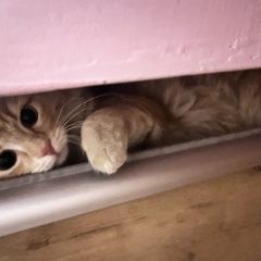 ����: ������� �����  ������� ��� ����� � �. �����