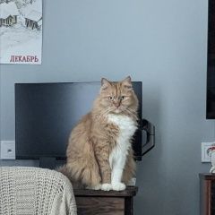 ����: ������� �����  ������� ��� ����� �������� �����-��������� � �. �����-���������