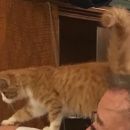 Подробнее об объявлении «Пропал кот рыжий молоой котик Москва» Фото: пропала кошка  «Пропал кот рыжий молоой котик Москва» в г. Москва