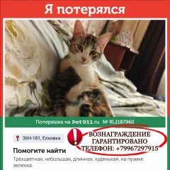 ����: ������� �����  ������ ������� ����� � �. �����