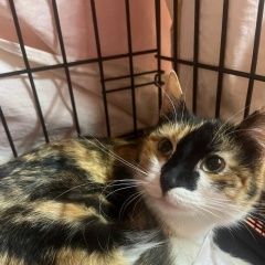 ����: ������� �����  �������� ����� ����� ������ ����� �������� ������� � �. �������