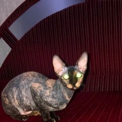 ����: ������� ����� ��������� ������ �������� ����� ����� ������� � �. ����� �������