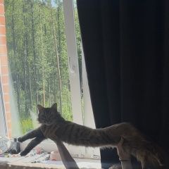 ����: ������� �����  �������� ����� �����-��������� � �. �����-���������