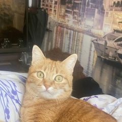 ����: ������� �����  �������� ����� �������� ����� ��������� � �. ���������