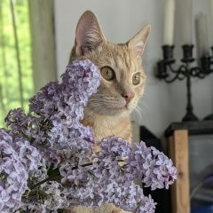 ����: ������� �����  ������� ��� �����-��������� � �. �����-���������