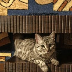 ����: ������� ����� ���������� ��������������� ����� �������� ������� ����� �������� ���������� � �. �������