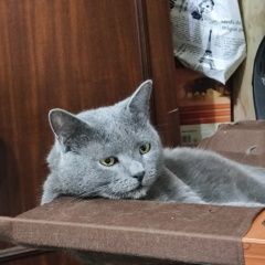 ����: ������� �����  ������� ������ ��� �������, ����� � �. ������