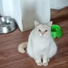 ����: ������� �����  ������� ��� ������ �������� � �. ������ �������