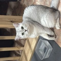 ����: ������� �����  ������ ������� ����� ������� ����� �� ��������...� � �. �����