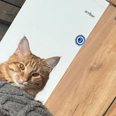 ����: ������� ����� ����-��� �������� ����� ������ ������������� � �. �������������