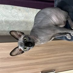 ����: ������� ����� ������ ���������� ������ ��� � �. ���������