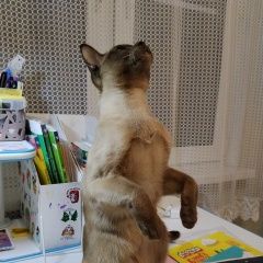 ����: ������� ����� ���������� ��������������� ���������� ������ ��� � �. ���������