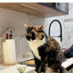 ����: ������� �����  �������� �����, �. ��������� ������� ������...� � �. ���������