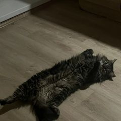����: ������� �����  ������� ������� ����� �� ������ ���� � �. ������