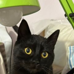 ����: ������� �����  �������� ����� ������ ������� � �. �������