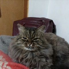 ����: ������� �����  ������� ��� ����������� � �. �����������