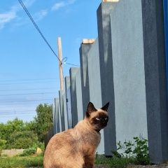 ����: ������� ����� �������� ����� ������� ������� ����� � �. ������