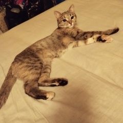 ����: ������� �����  ���������� ������� ����� �������� ����� ����� � �. ���������