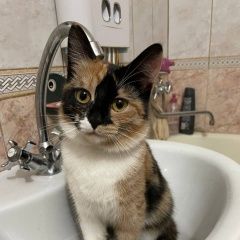 ����: ������� �����  �������� ����� ������ �������� � �. ������ ��������