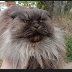 ����: ������� �����  ������������� ������ ��� � �. ������������