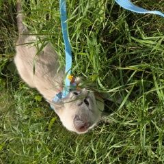 ����: ������� �����  �������� ����� ��������, �������� �������....� � �. ���������� (���������� ���.)