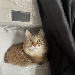 ����: ������� ����� ���������� ������� �������� ����� ���������� � �. ����������