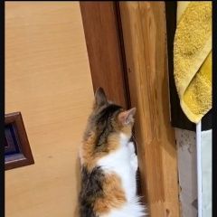 ����: ������� �����  �������� ����� ���������� � �. ����������