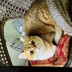 ����: ������� ����� ���������� ��������������� ����� �������� ������� ����� � �. �������
