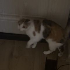 ����: ������� �����  �������� ����� �����, �����-������-������ ������ � �. ������