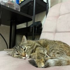 ����: ������� �����  �������� ����� ����������� � �. ����������